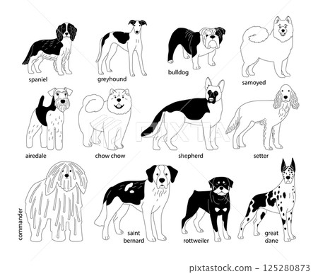 Dogs of different breeds in black and white sketch style Dogs of different breeds in black and white sketch style 125280873