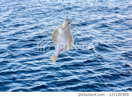 Sea fishing - flounder fishing 125280908