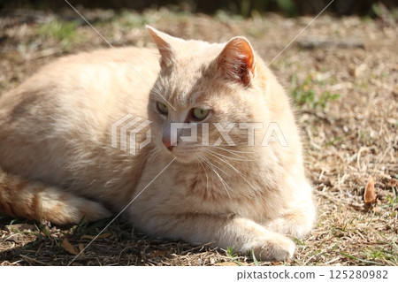 Brown Tora Nora Cat 125280982