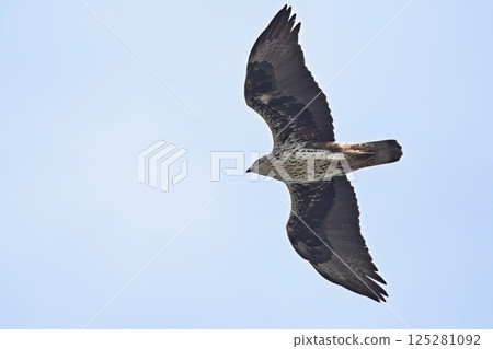 Bonelli's Eagle (Aquila fasciata), Greece Bonelli's Eagle (Aquila fasciata), Greece 125281092