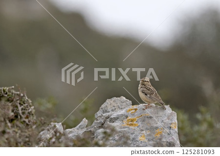 Woodlark (Lullula arborea), Greece Woodlark (Lullula arborea), Greece 125281093