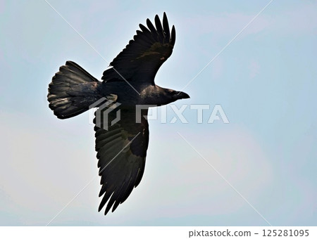Common raven (Corvus corax), Crete 125281095