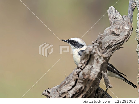 Black-eared Wheatear (Oenanthe melanoleuca), Crete Black-eared Wheatear (Oenanthe melanoleuca), Crete 125281098