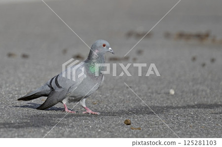 Rock Pigeon (Columba livia), Crete Rock Pigeon (Columba livia), Crete 125281103