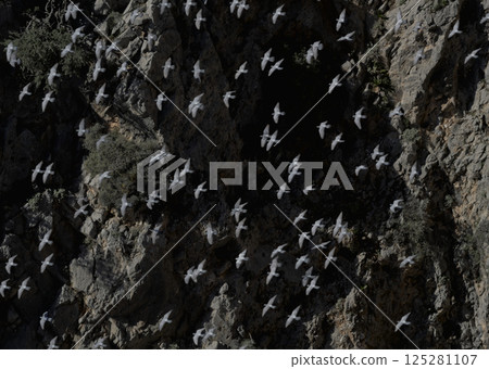 Rock Pigeon (Columba livia), Crete Rock Pigeon (Columba livia), Crete 125281107