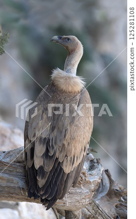 Griffon Vulture - Gyps fulvus, Crete 125281108