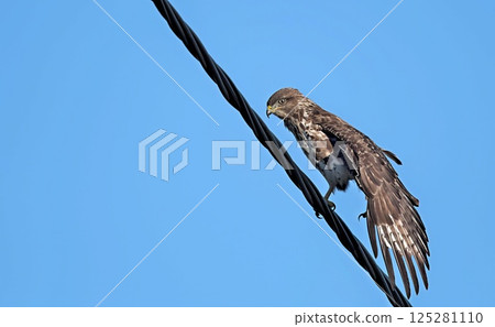 Eurasian Buzzard (Buteo buteo), Greece 125281110