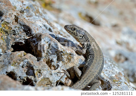 Cretan Wall Lizard - Podarcis cretensis, Crete 125281111