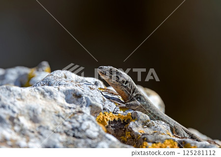 Cretan Wall Lizard - Podarcis cretensis, Crete Cretan Wall Lizard - Podarcis cretensis, Crete 125281112