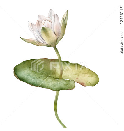 Flower Water Lily with green leaf. Hand drawn watercolor illustration of tropical white waterlily on isolated background. Composition with lotus. Beautiful chinese water lily for design 125281174