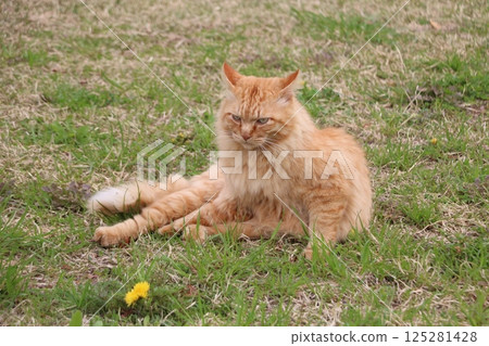 Brown tabby stray cat Brown tabby stray cat 125281428