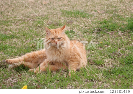 Brown tabby stray cat 125281429