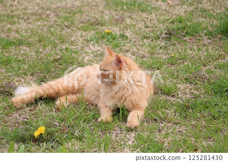 Brown tabby stray cat Brown tabby stray cat 125281430