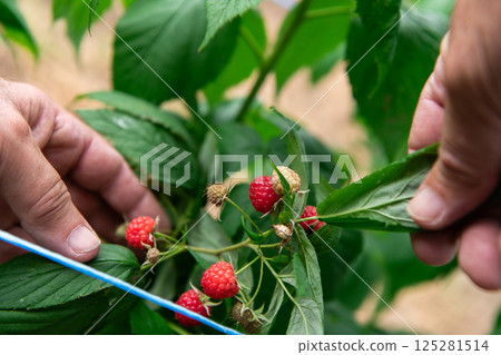 Hand Picking Fresh, Ripe Raspberries in a Sunlit Garden. Hand Picking Fresh, Ripe Raspberries in a Sunlit Garden. 125281514