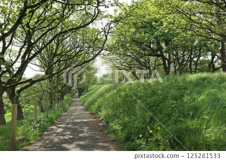 北愛爾蘭布希米爾斯的步道 125281533