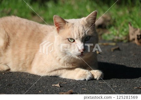 Brown tabby stray cat 125281569