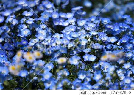 戶田川綠地的粉蝶 125282000