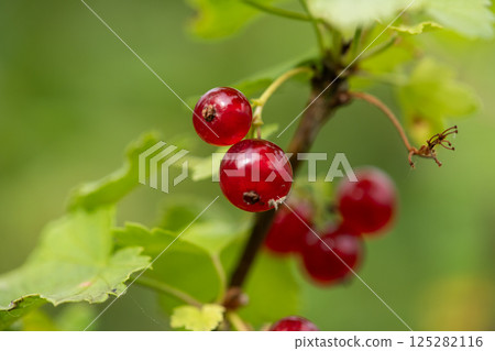Freshly Picked Blueberries Ready for Harvest: Natures Sweet Delight. 125282116