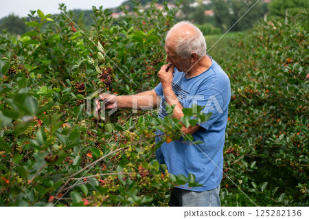 Senior Farmer Carefully Inspecting His Blueberry Farm to Ensure Quality and Progress Senior Farmer Carefully Inspecting His Blueberry Farm to Ensure Quality and Progress 125282136
