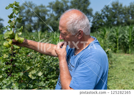 Senior Farmer Carefully Inspecting His Blueberry Farm to Ensure Quality and Progress Senior Farmer Carefully Inspecting His Blueberry Farm to Ensure Quality and Progress 125282165