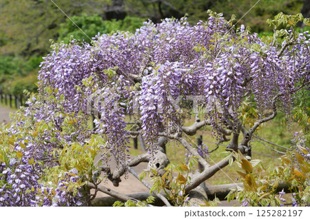 Beautiful wisteria flower Beautiful wisteria flower 125282197