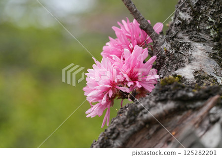 Peach blossoms Peach blossoms 125282201