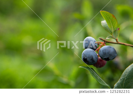 Freshly Picked Blueberries Ready for Harvest: Natures Sweet Delight. Freshly Picked Blueberries Ready for Harvest: Natures Sweet Delight. 125282231