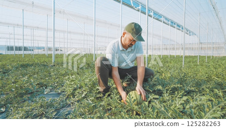 Farmer examining watermelon growing in greenhouse Farmer examining watermelon growing in greenhouse 125282263
