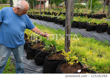 Young Blueberry Seedlings Ready for Future Production of Fresh Juices. 125282268