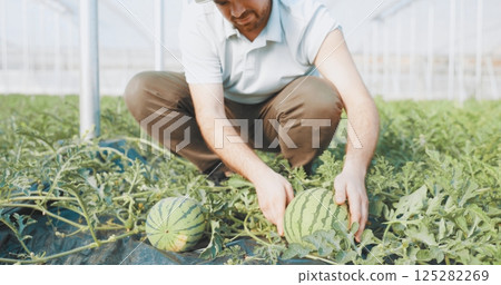 Farmer harvesting watermelons in greenhouse: checking ripeness and growth 125282269