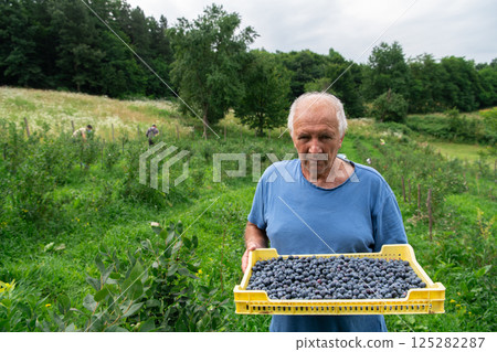 Senior Farmer Carrying a Basket of Freshly Picked Blueberries from His Farm. 125282287