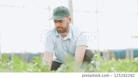 Farmer inspecting crops in greenhouse: ensuring healthy growth and quality produce Farmer inspecting crops in greenhouse: ensuring healthy growth and quality produce 125282292