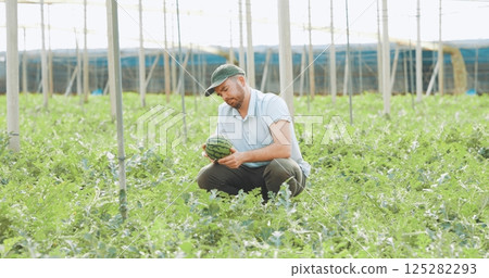 Farmer harvesting watermelon in greenhouse: checking the ripeness of organic fruits Farmer harvesting watermelon in greenhouse: checking the ripeness of organic fruits 125282293