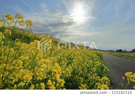 埼玉縣熊谷市熊谷櫻花節 - 朝陽與油菜花田的風景 埼玉縣熊谷市熊谷櫻花節 - 朝陽與油菜花田的風景 125282310