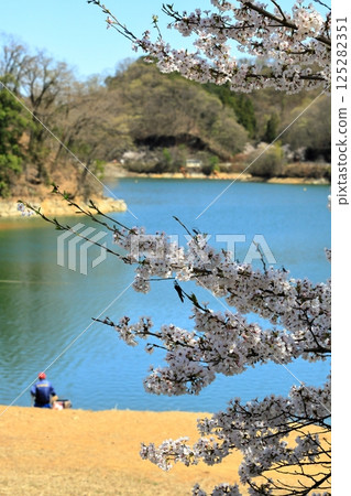 Cherry blossoms and fishermen viewed from Oshio Dam in Tomioka City, Gunma Prefecture 125282351