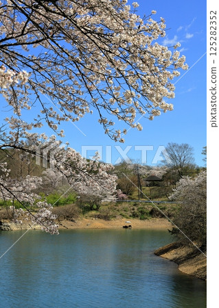 Cherry blossoms viewed from Oshio Dam in Tomioka City, Gunma Prefecture Cherry blossoms viewed from Oshio Dam in Tomioka City, Gunma Prefecture 125282352