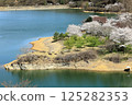 從群馬縣富岡市大鹽水壩觀景台看到的櫻花 125282353