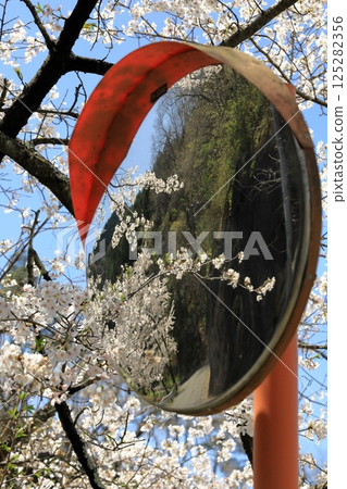 Oshio Dam, Tomioka City, Gunma Prefecture Cherry blossoms reflected in the convex mirror Oshio Dam, Tomioka City, Gunma Prefecture Cherry blossoms reflected in the convex mirror 125282356