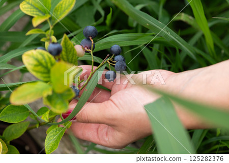 Close Up of a Womans Hand Gently Picking Fresh Blueberries in the Sunlit Garden Close Up of a Womans Hand Gently Picking Fresh Blueberries in the Sunlit Garden 125282376