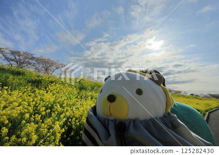埼玉縣熊谷市的熊谷櫻花節：獅子泰迪熊、成排的櫻花和油菜花 125282430