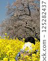 埼玉縣熊谷市熊谷櫻花節：櫻花與油菜花間的獅子標本 125282437