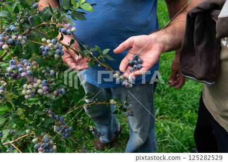 Father and Son Farmers Inspecting the Quality of Their Blueberry Harvest Together. 125282529