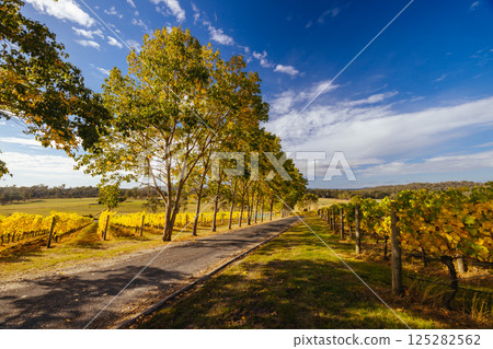 Tamar Valley Vineyard and Landscape in Australia Tamar Valley Vineyard and Landscape in Australia 125282562