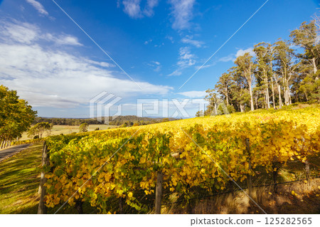 Tamar Valley Vineyard and Landscape in Australia 125282565
