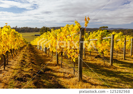 Tamar Valley Vineyard and Landscape in Australia 125282568