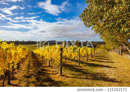 Tamar Valley Vineyard and Landscape in Australia Tamar Valley Vineyard and Landscape in Australia 125282571