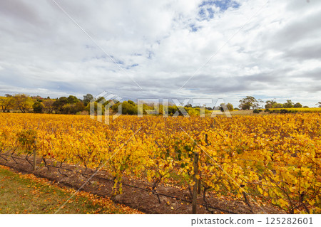 Tamar Valley Vineyard and Landscape in Australia Tamar Valley Vineyard and Landscape in Australia 125282601