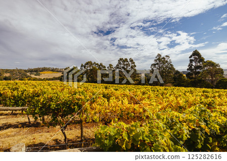 Tamar Valley Vineyard and Landscape in Australia 125282616