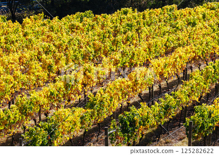 Tamar Valley Vineyard and Landscape in Australia 125282622