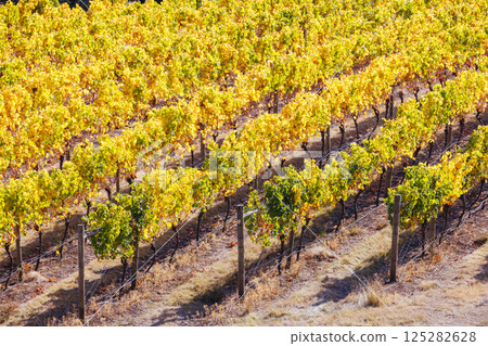 Tamar Valley Vineyard and Landscape in Australia 125282628